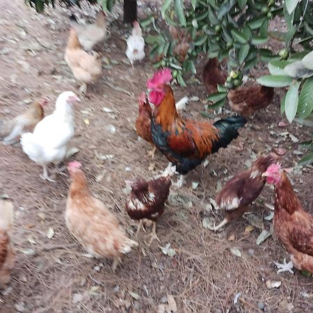 Finca Aramai 阿德耶 外观 照片