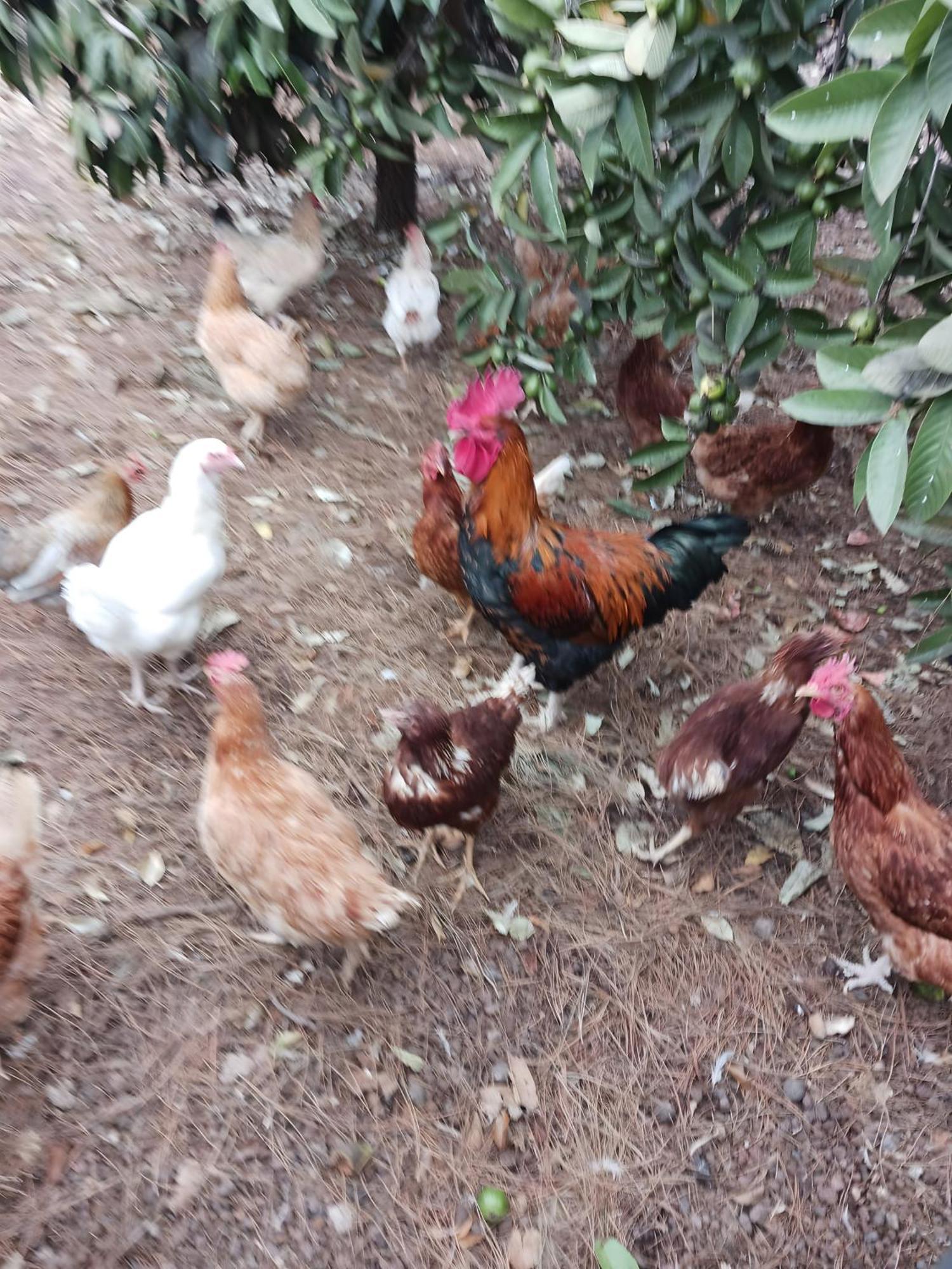 Finca Aramai 阿德耶 外观 照片